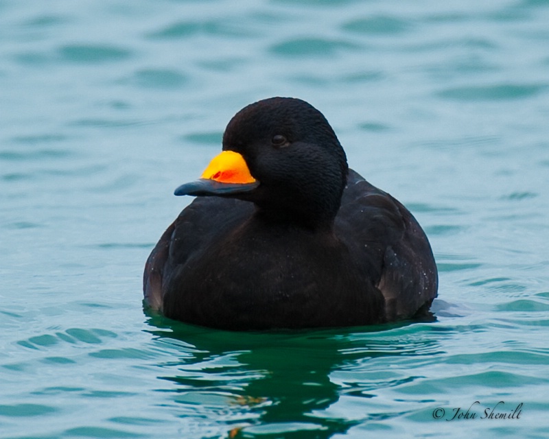 Black Scoter - Apr 1st, 2009 - ID: 11354238 © John Shemilt