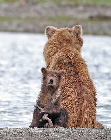 Milk Shake and Cub