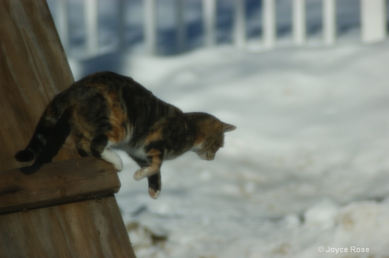 Cat Snow Jump