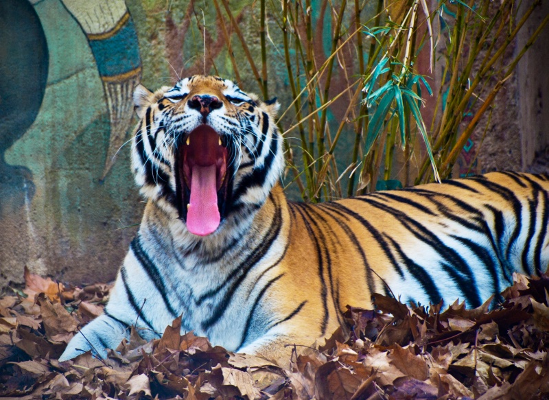 The Tiger, Animal Kingdom, Disney World