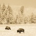 © Thomas A. Statas PhotoID # 11355452: