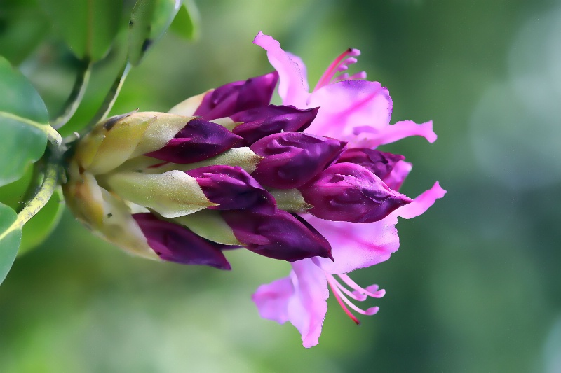 last summer's rhododendron