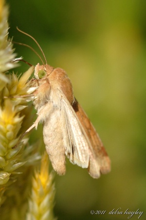 CEW Moth