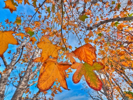 Leaves