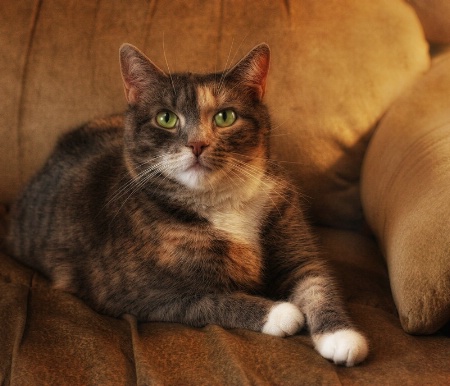 Tessa In The Chair