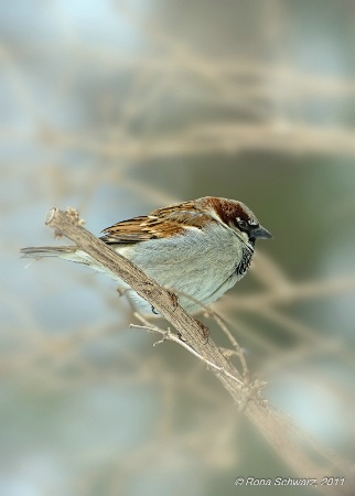 Winter Sparrow