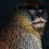 2Patas Monkey - ID: 11356701 © Kathy Salerni