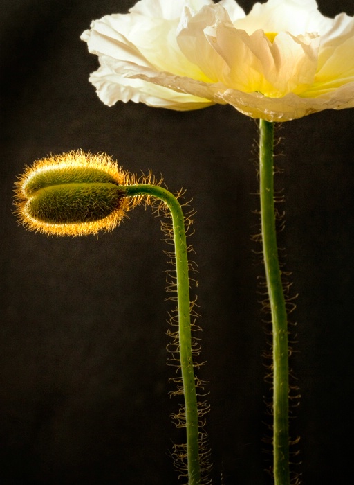 Poppy Hairs