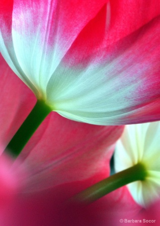 Among Tulips