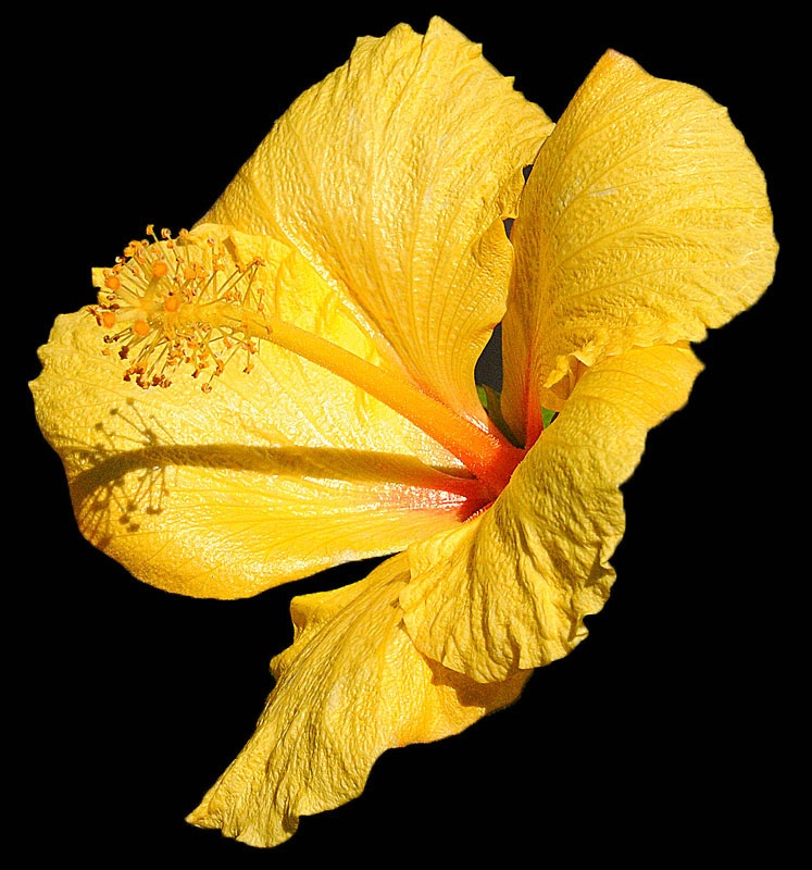 Yellow Hibiscus - ID: 11359061 © Kathy Salerni