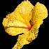 2Yellow Hibiscus - ID: 11359061 © Kathy Salerni