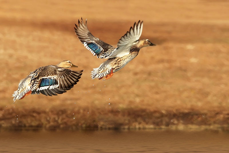 Mallard Hens