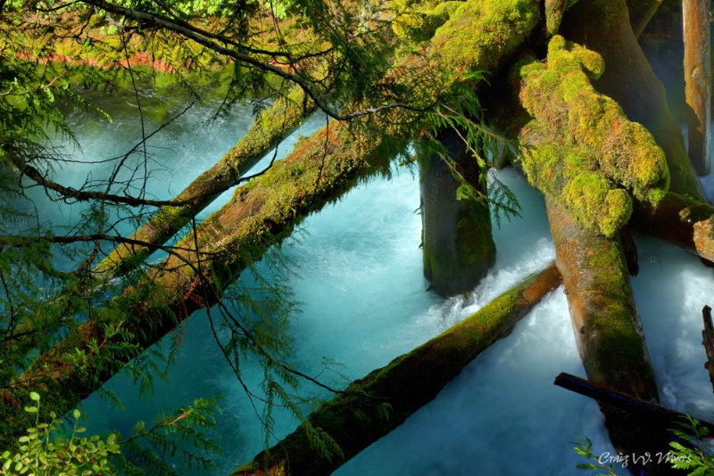 McKenzie River Logjam - ID: 11360277 © Craig W. Myers