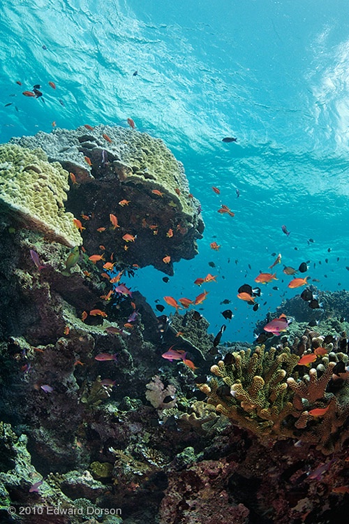 Coral Outcrop - ID: 11360336 © Edward Dorson