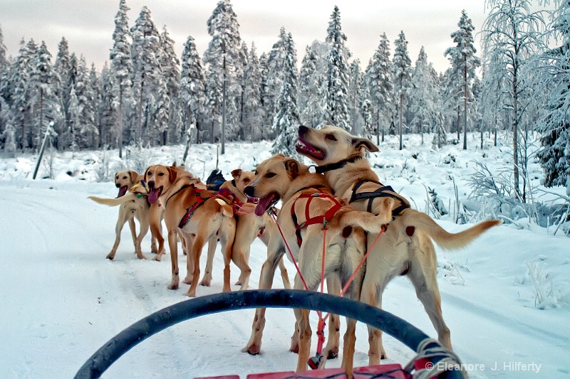 Sled dogs ready to go