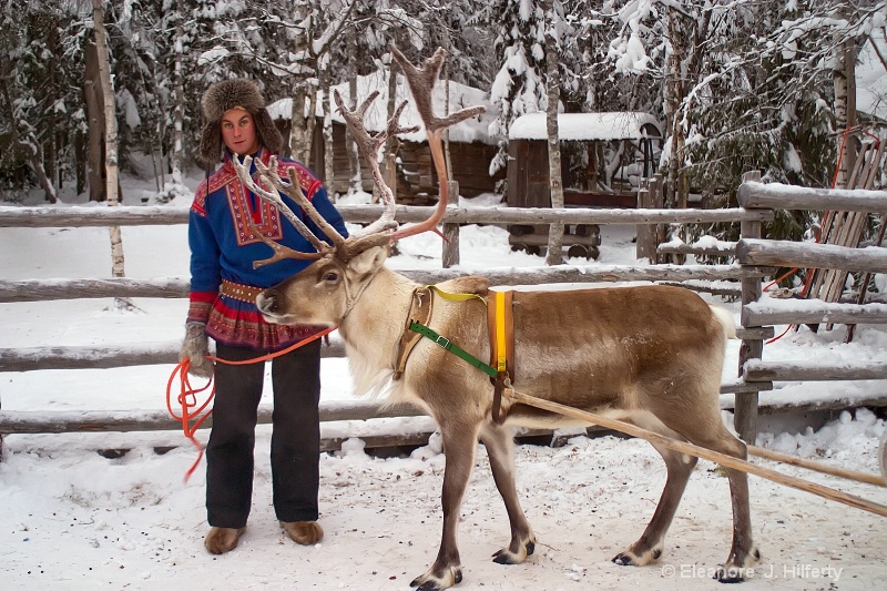 Reindeer with Sami herdsman 1