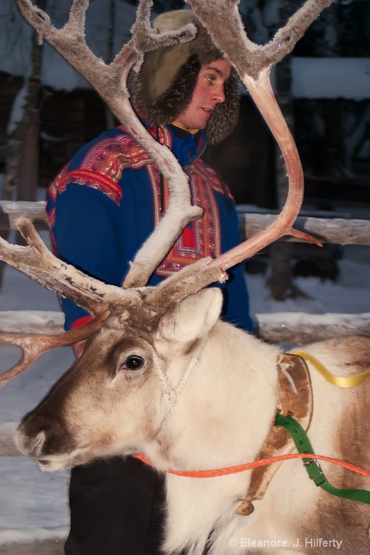 Reindeer with Sami herdsman