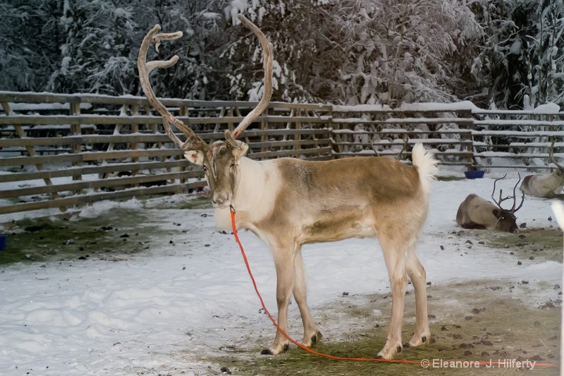 Reindeer farm, Lapland - ID: 11361127 © Eleanore J. Hilferty