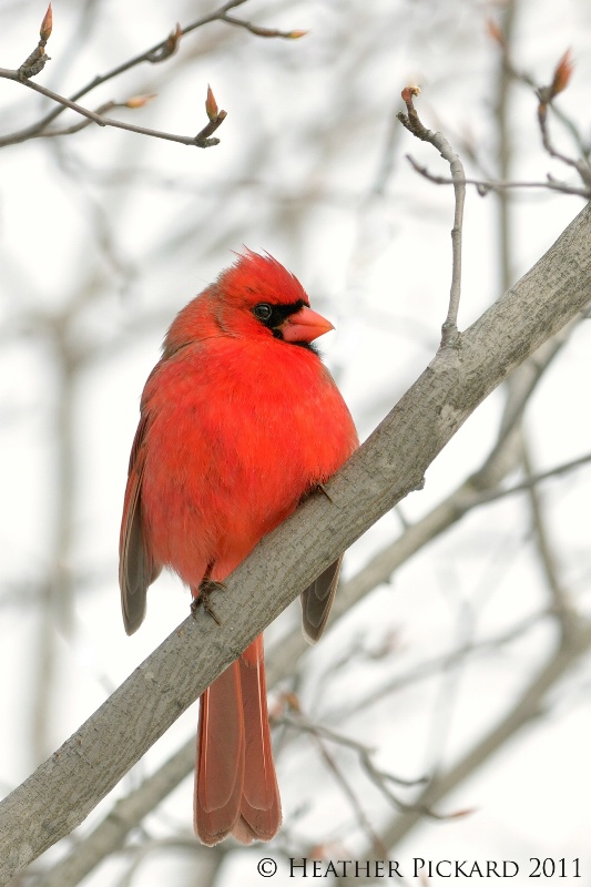 Eye on You Cardinal