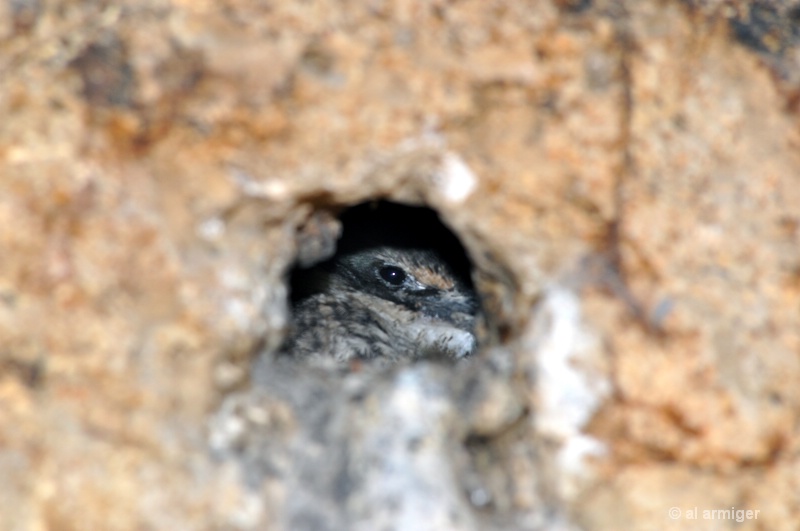 Kingfisher Chick in its Burrow. - ID: 11363571 © al armiger