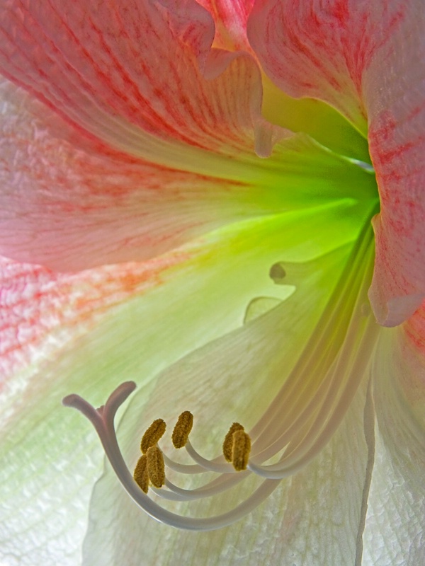 Pink Amaryllis