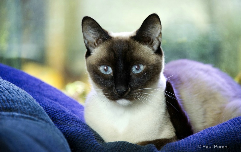 Miko, The Siamese Cat - ID: 11367136 © paul parent