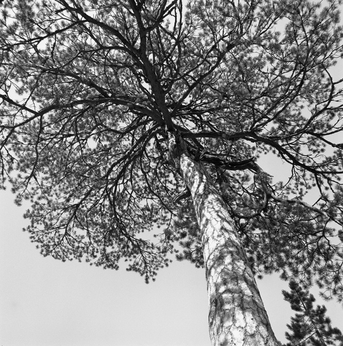Pinetree Branches Umbrella
