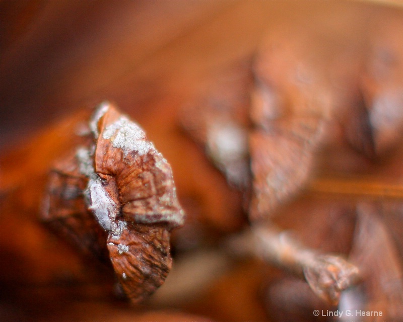 Close Pine Cone