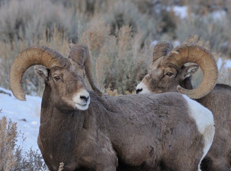 Two Rams