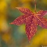 2d700 06990 Fall Leaf - ID: 11368002 © Joseph D. Hancock