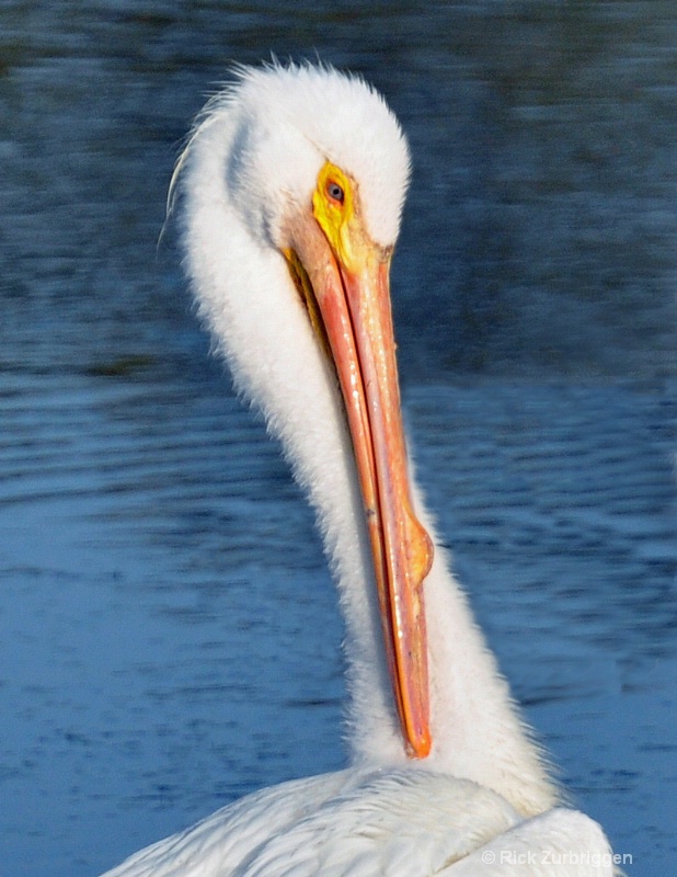 White Pelican Head - ID: 11368022 © Rick Zurbriggen