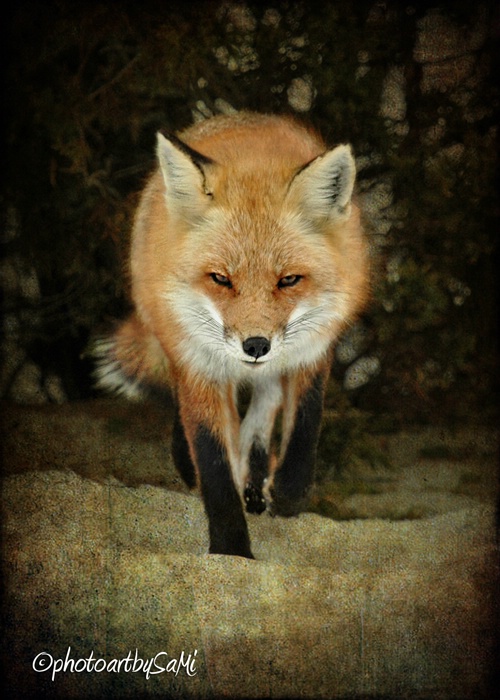 Fox 1640