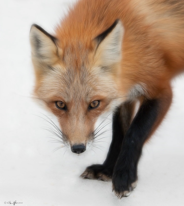 Red Fox with Fractalius