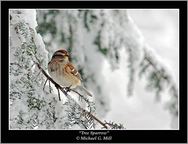 Tree Sparrow