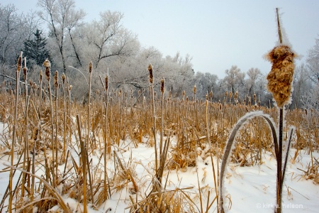 frosted cattails