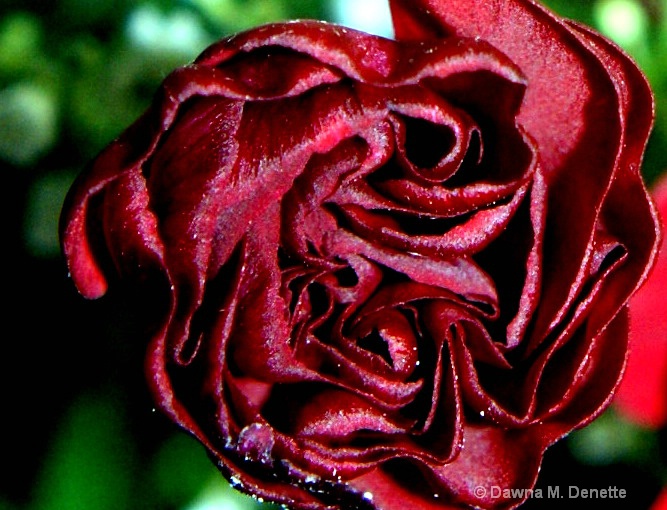 The Heart of The Rose