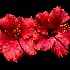 2Double Hibiscus - ID: 11368461 © Kathy Salerni