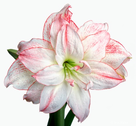 Grand Amaryllis