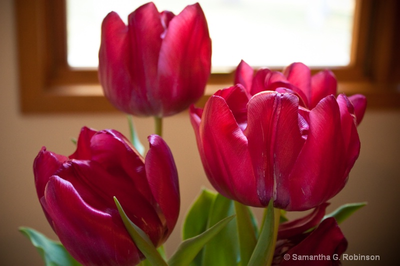 Sunlit Tulips