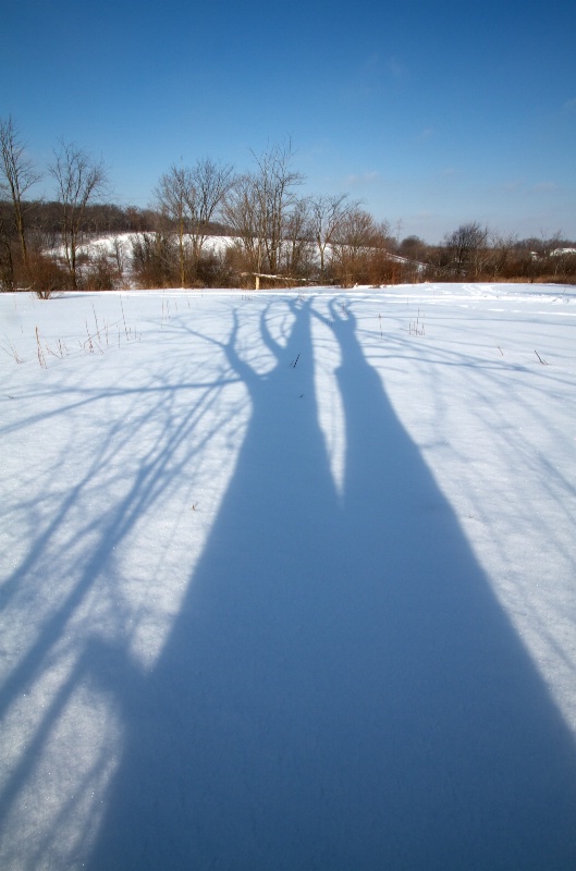 2.2 tree shadow