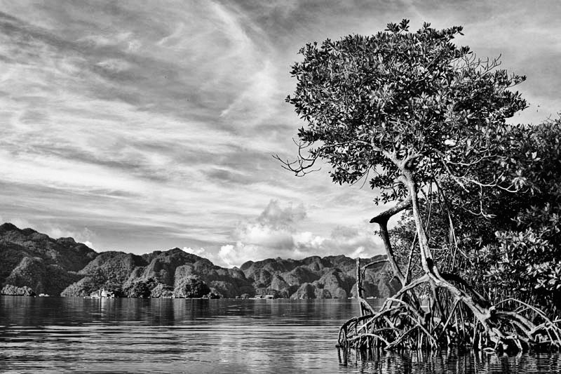 Mangroves of Palawan