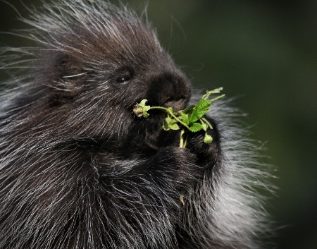 Porcupine