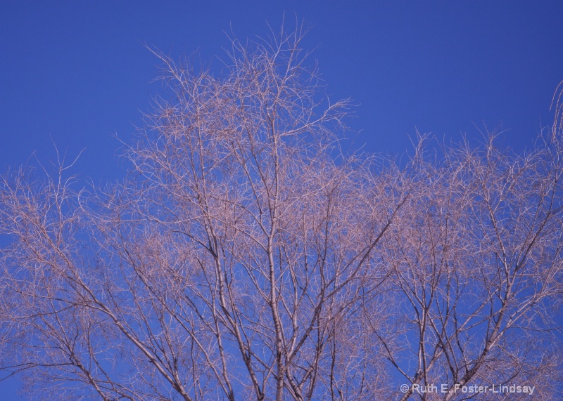 Bare Tree In Winter