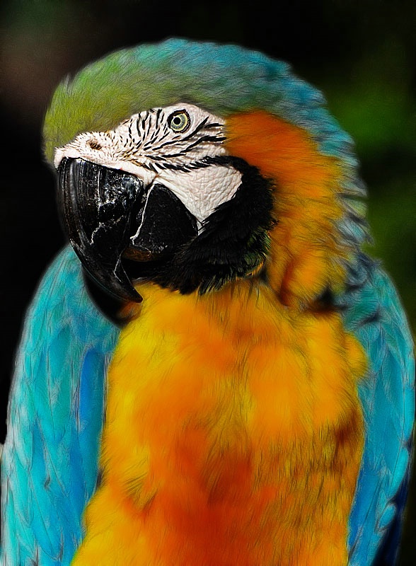 Mr. Macaw - ID: 11372489 © Kathy Salerni