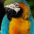 2Mr. Macaw - ID: 11372489 © Kathy Salerni