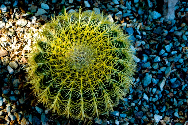 Yellow Spines