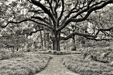 The Formal Garden