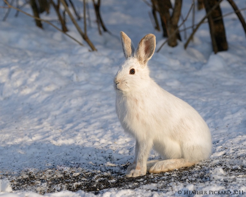 Snowshoe Hare in January