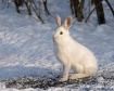 Snowshoe Hare in ...