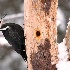 2Piliated Woodpecker. - ID: 11373856 © Eric Highfield